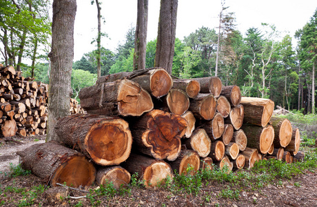 堆的原始松樹木材原木 特性、用途與保護(hù)
