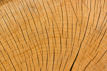 木材紋理 自然造物的印記與美學